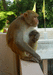 обезьян размышляет