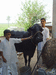 ученики с коровой