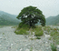 дерево Сати в долине реки