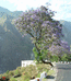 цветение эвкалипта (снимок на ходу из джипа)